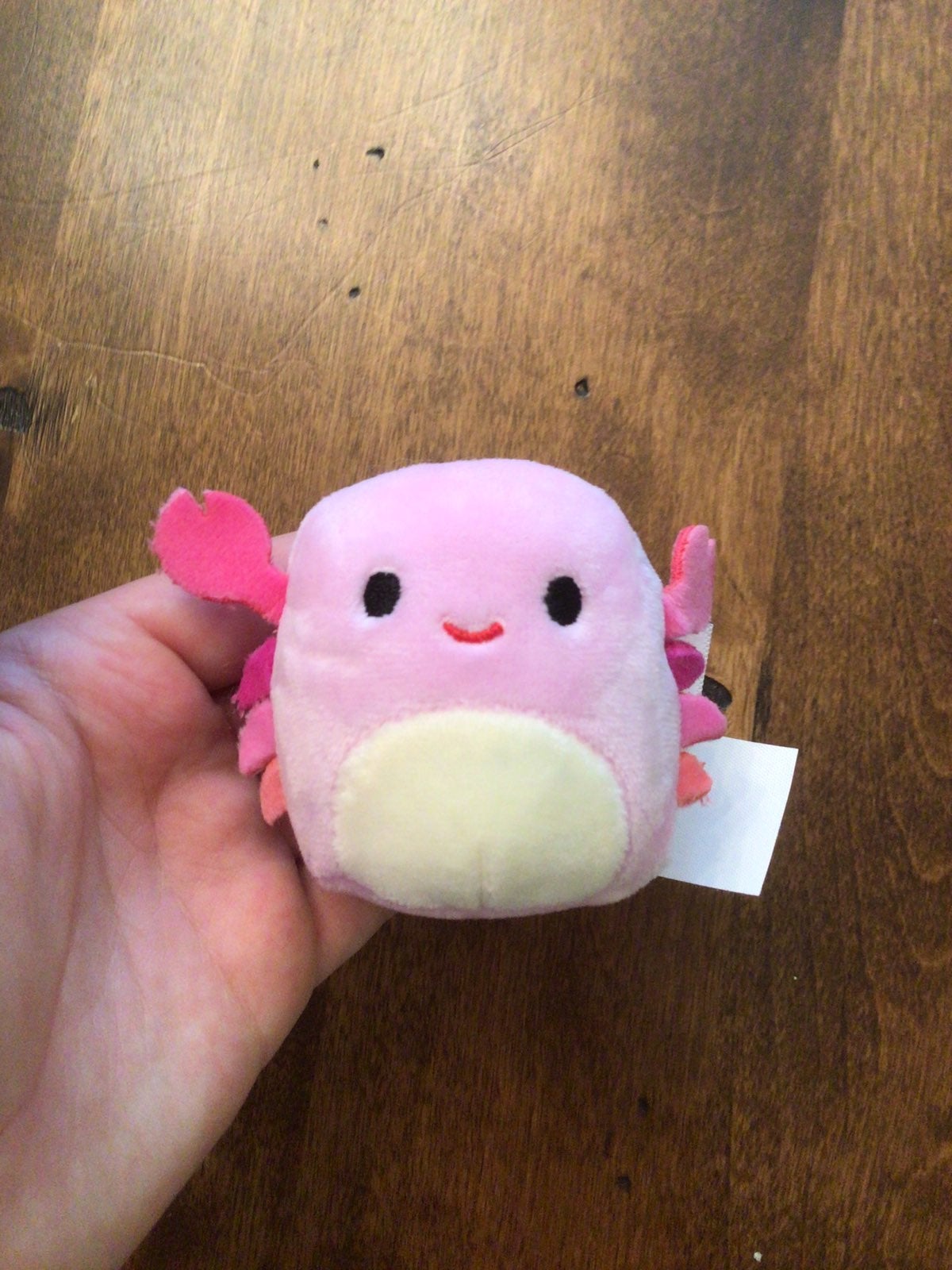 cailey micromallow