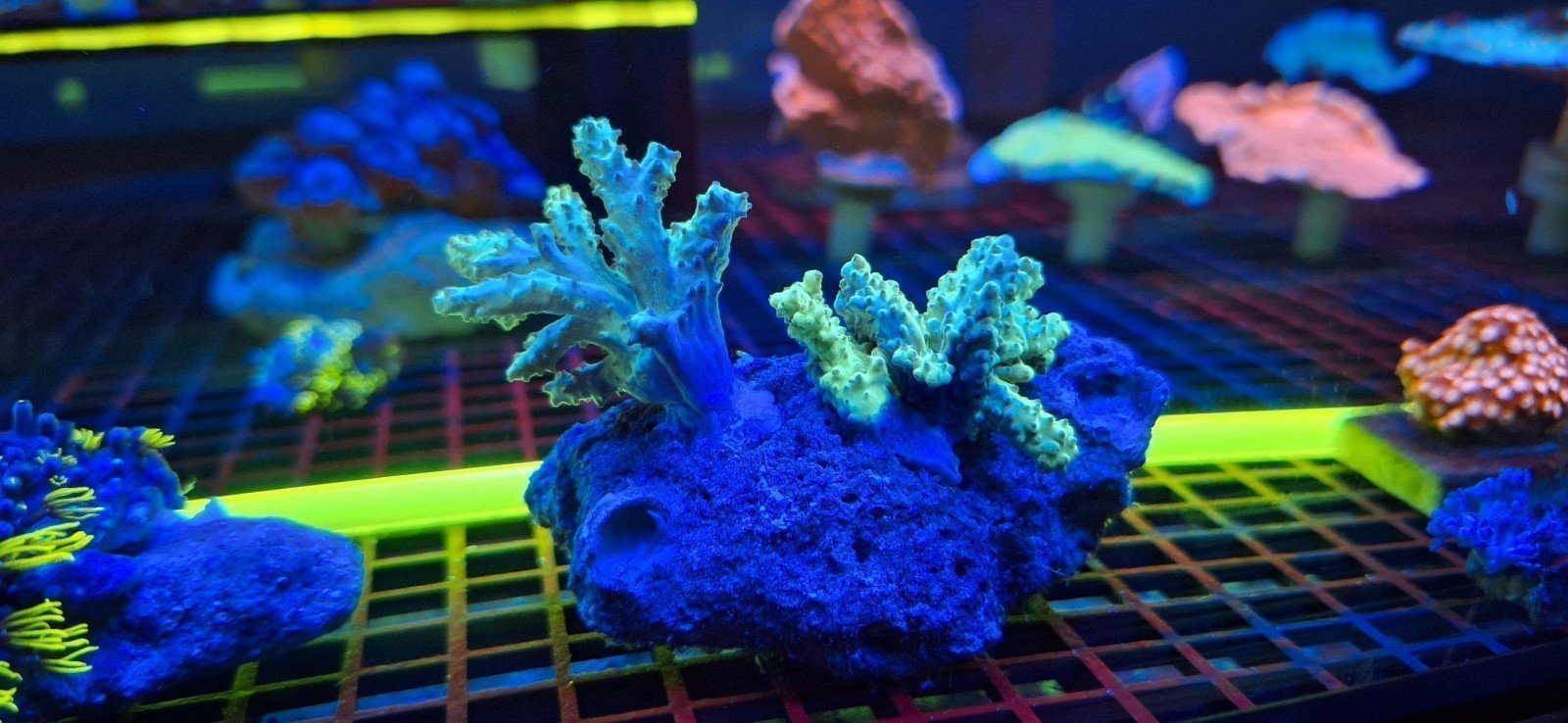 Coral Decorations