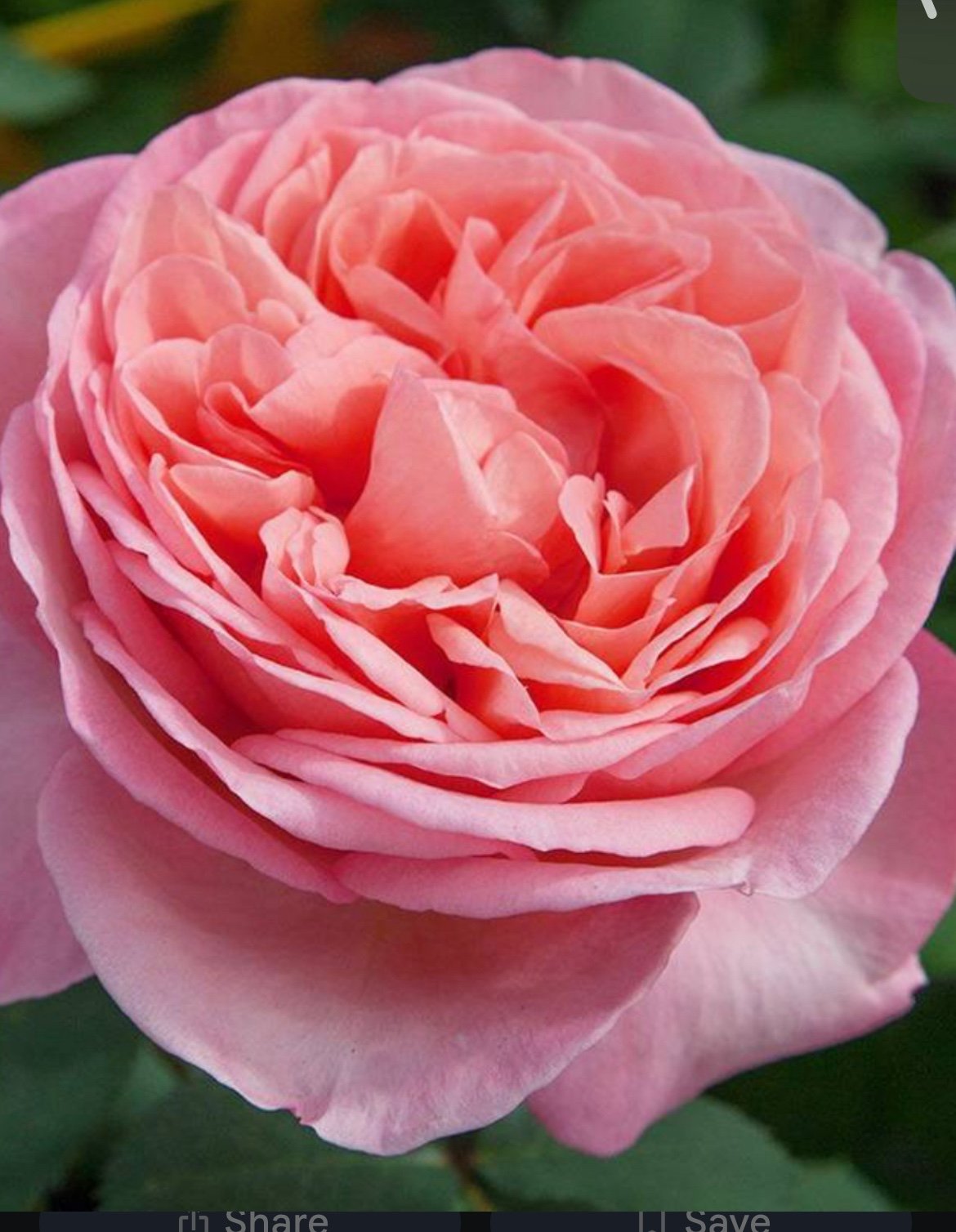 Sweet Mademoiselle own root