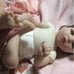 ashton drake doll