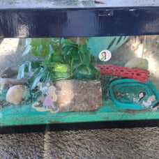 Hermit Crab Tank and accessories