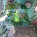 Hermit Crab Tank and accessories