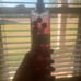 Set of four bath and body works perfumes. Buttercups, snicker doodle and more