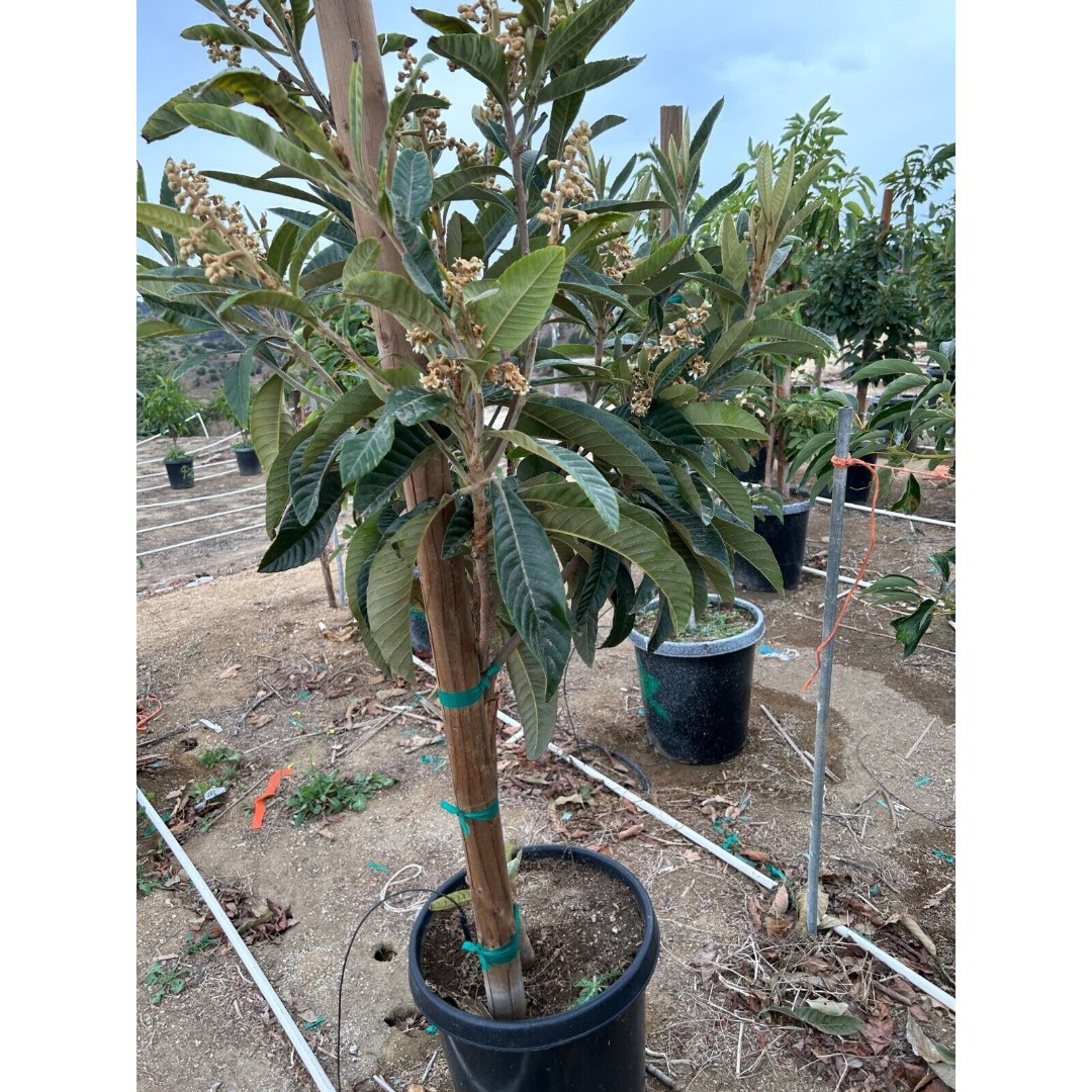 Huge FRUITING 'Champagne' 5-6 Feet Tall GRAFTED Loquat Tree - Super Productive