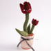 Dancingcactus Dancing Cactus Cross-Border