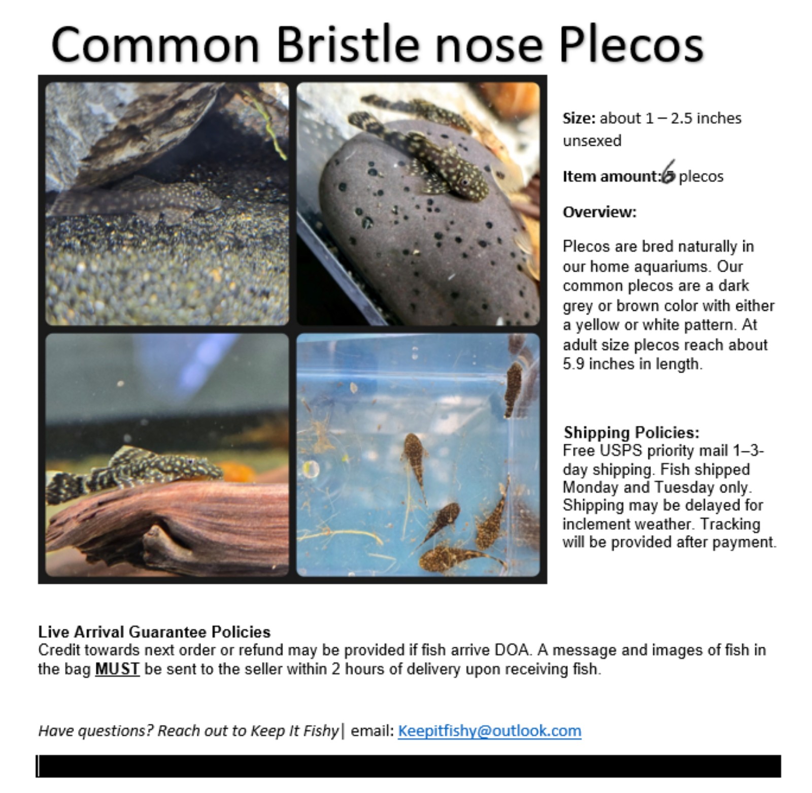 Common bristle nose plecos