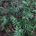 Kangaroo paw ferns 10 Rhizomes live plants