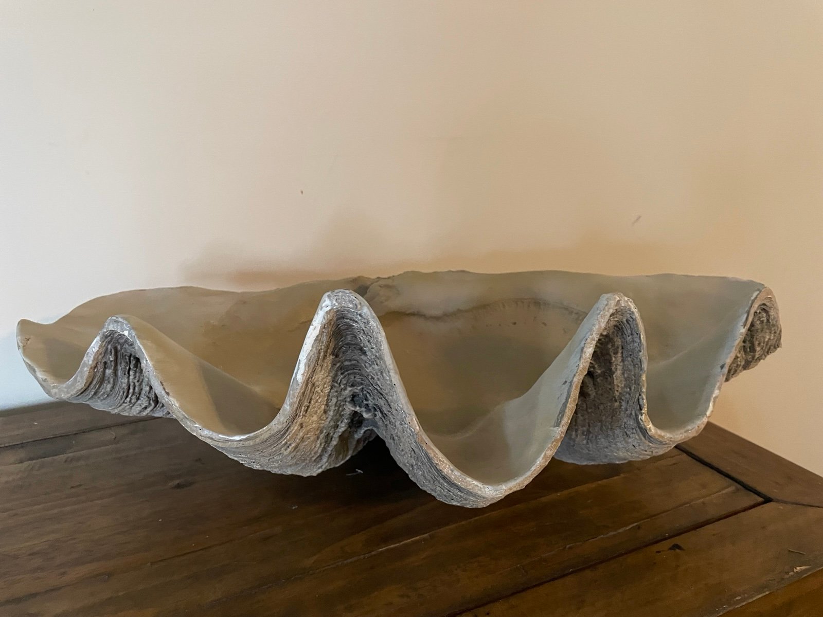 Large Clam Shell