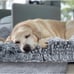 Dog bed 29.5 x 18.9 , Grey