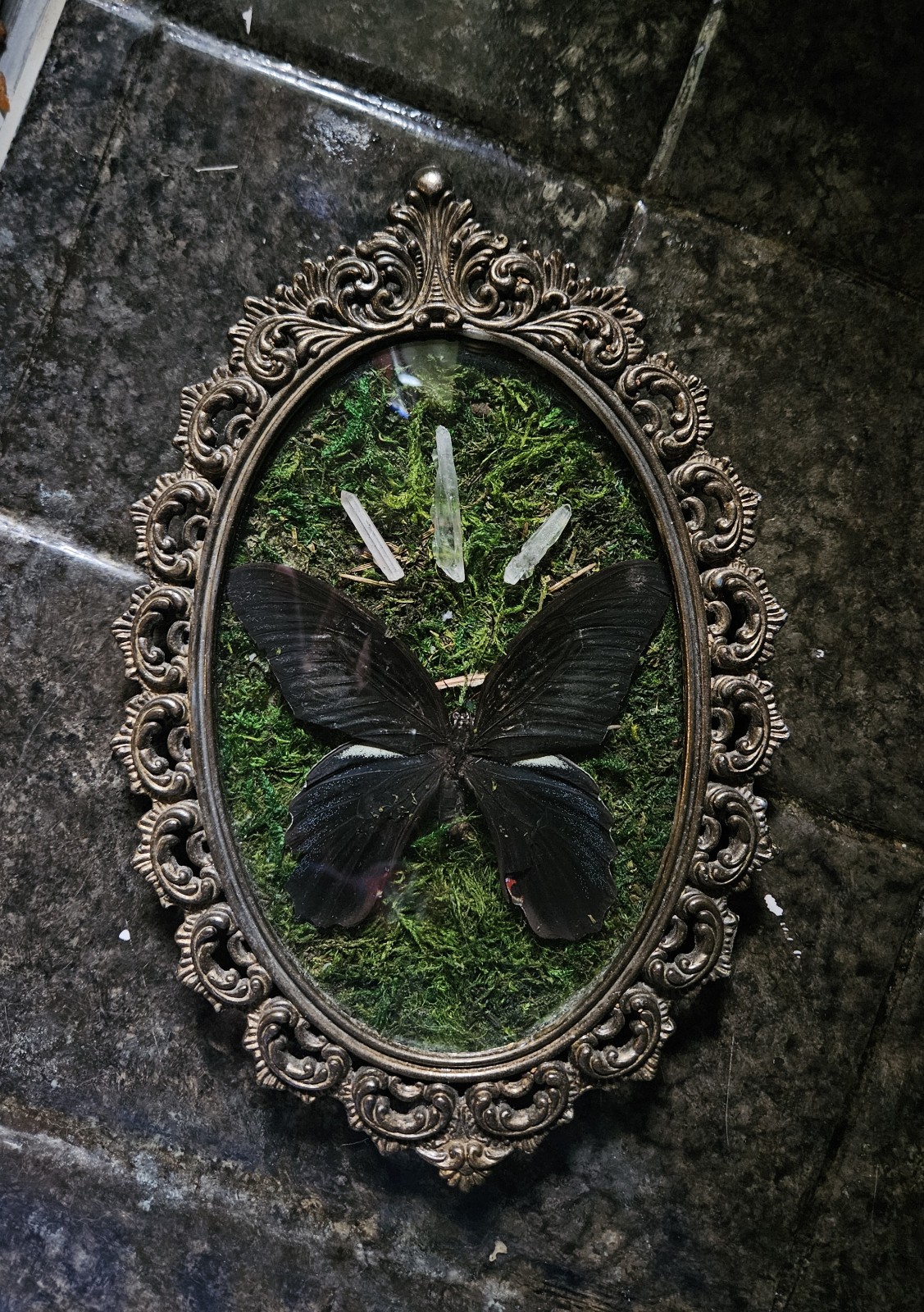 Vintage Oddity Butterfly Specimen in Bubble Glass Victorian Frame