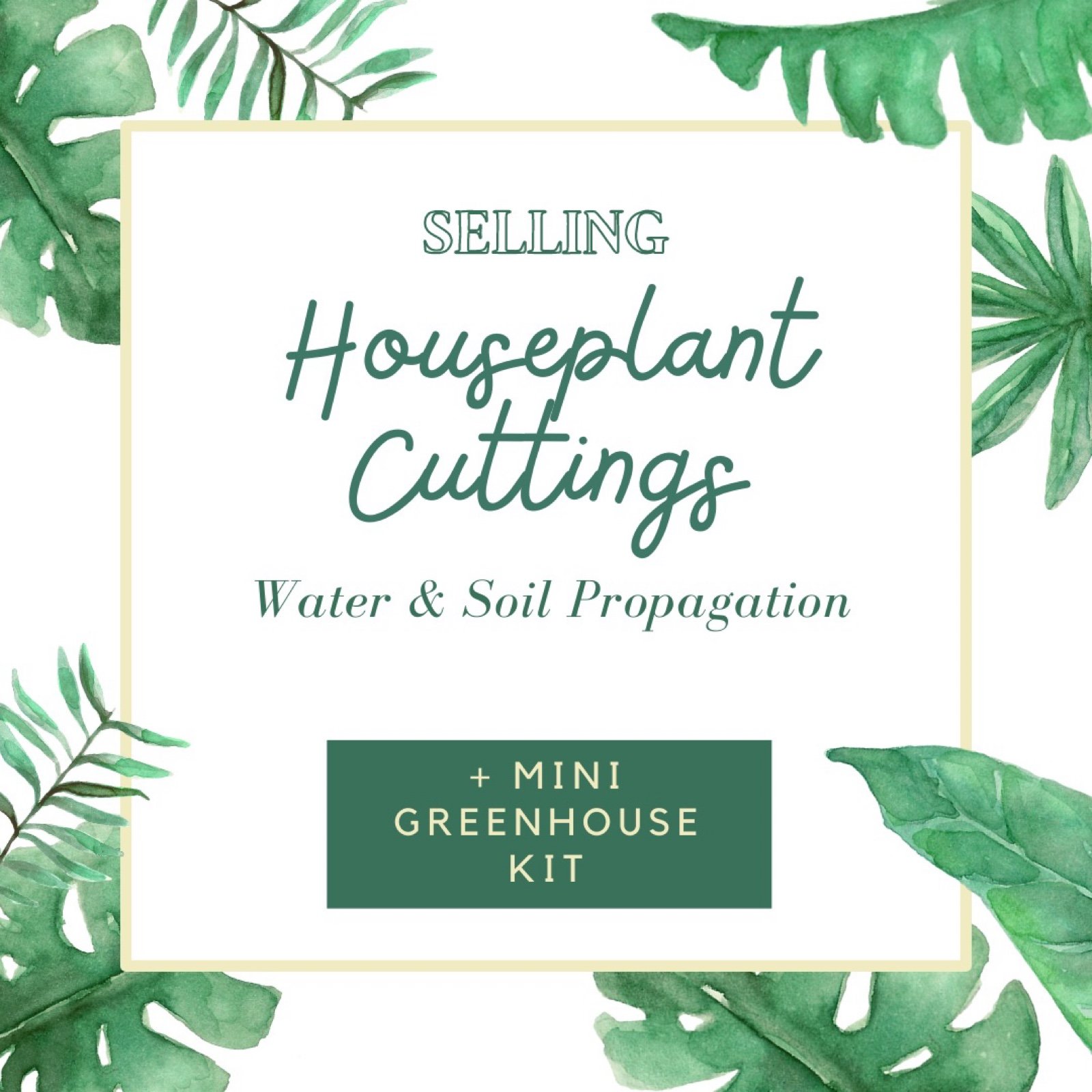 Houseplant cuttings