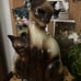 Vintage 70s Siamese cat lamp