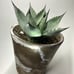 Agave Parryi Truncata Large Blue