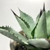 Agave Parryi Truncata Large Blue