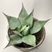 Agave Parryi Truncata Large Blue