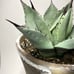 Agave Parryi Truncata Large Blue