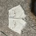 Women’s size 26 White frayed Miss Me shorts