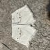 Women’s size 26 White frayed Miss Me shorts