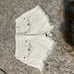 Women’s size 26 White frayed Miss Me shorts