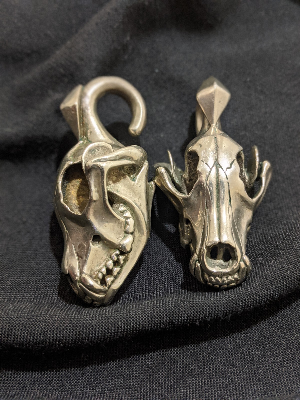 Tawapa coyote skull ear weight