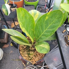 Enormous variegated Anthurium Jenmanii