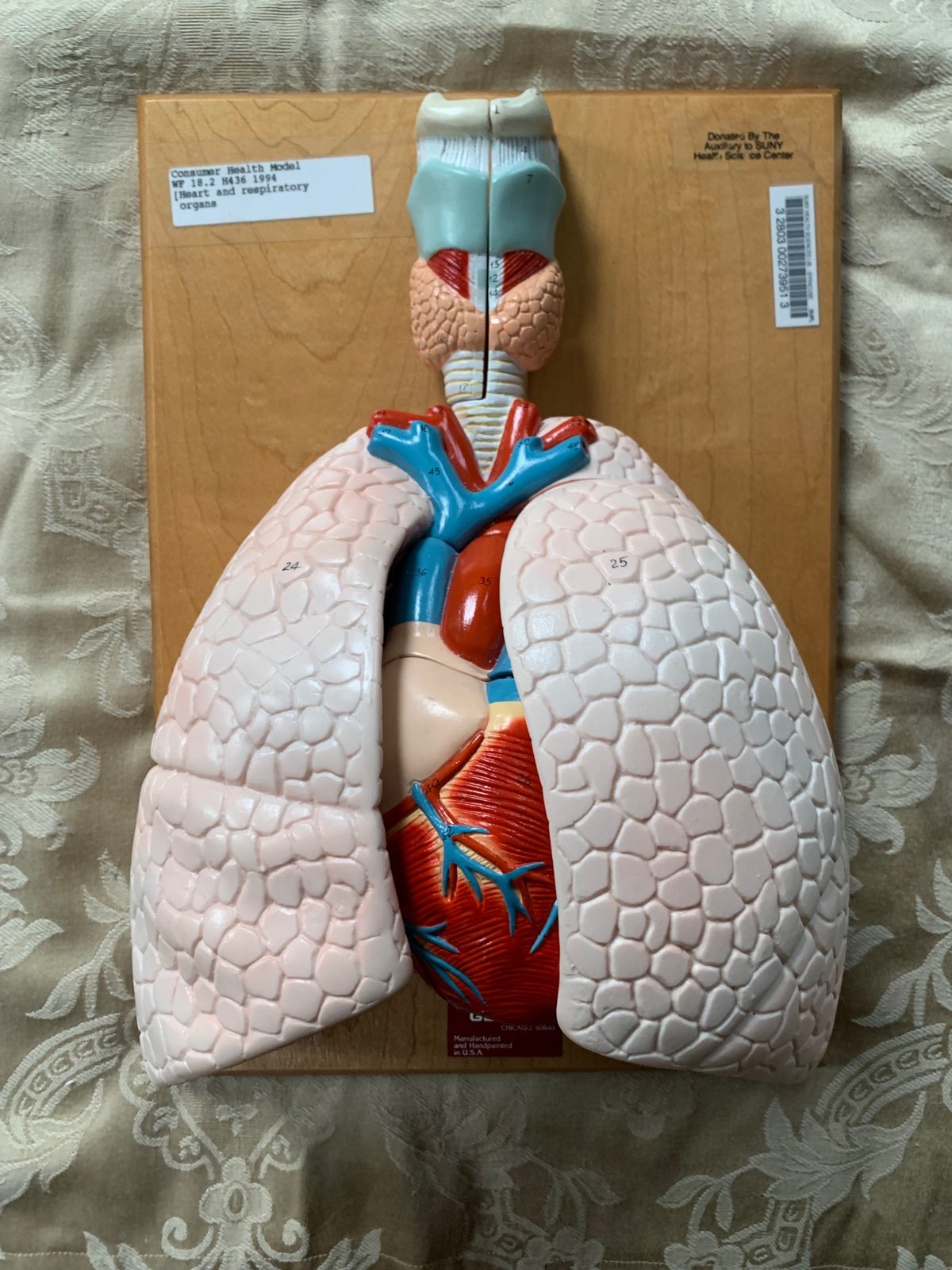 Denoyer-Geppert Consumer Health Model (Heart and Respiratory Organs)