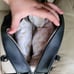 Guess purse