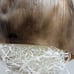 Vintage George H.W. & Barbara Bush Halloween Mask Cesar 1980s Point Break Rare!