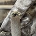Calvin Klein Women’s Silver Velour Zip Up Hoodie