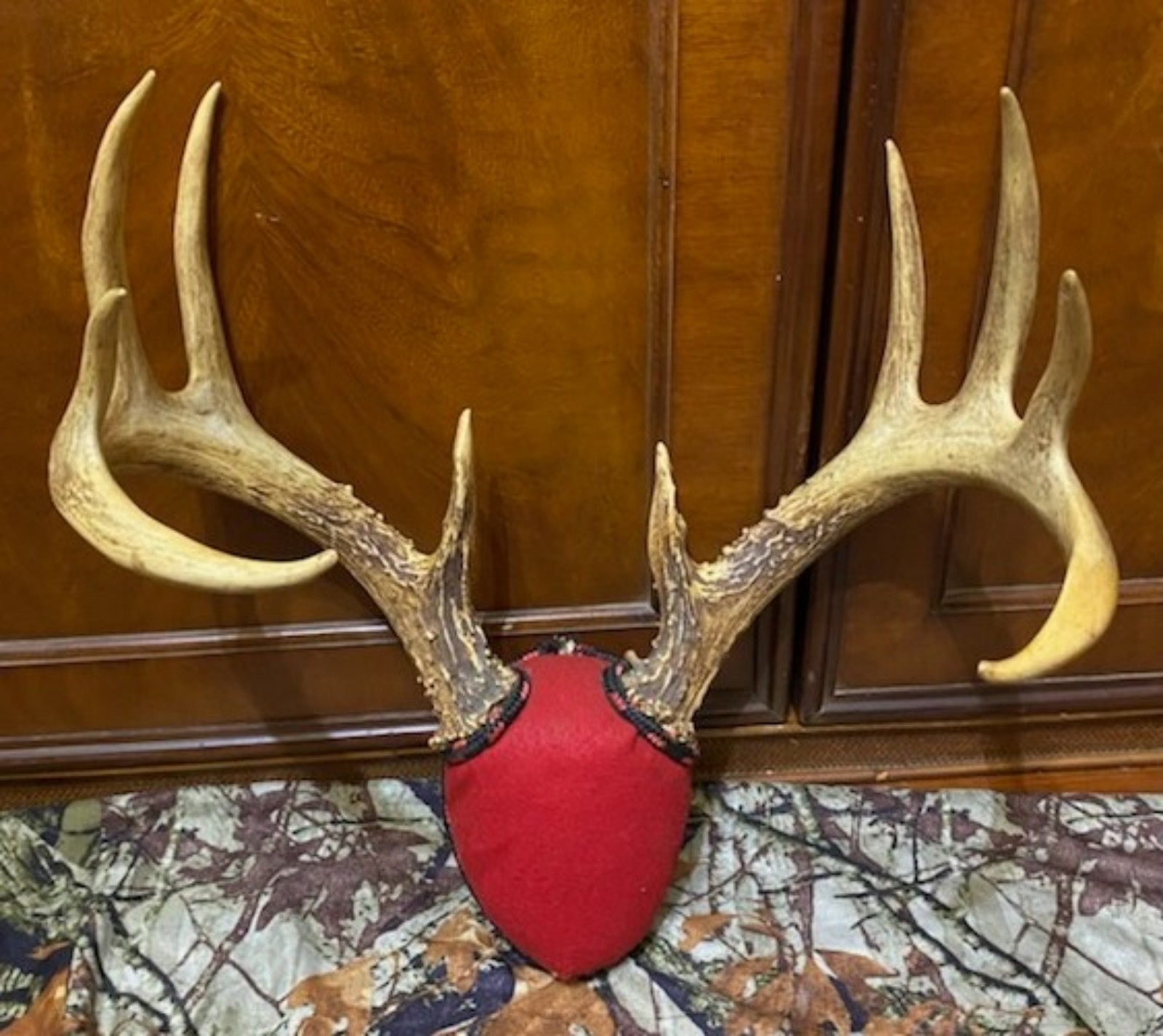Mississippi whitetail antlers display