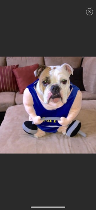 XXL dog costume.