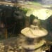 Aquarium ornament