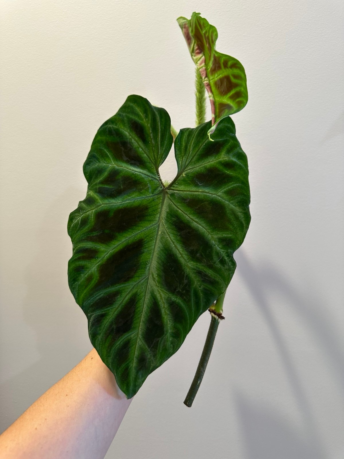 Philodendron Verrucosum**Top Cutting