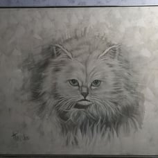 White cat picture