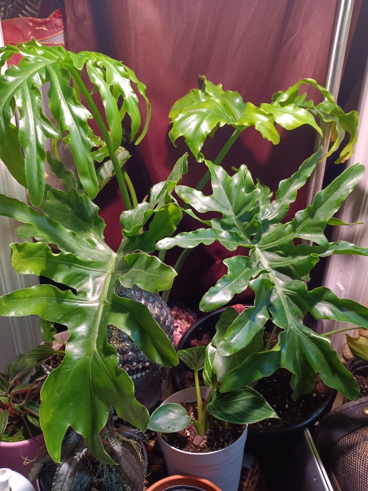 Split leaf Monstera Delicioso