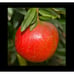 Very Large Austin Pomegranate - Delicious, Ancient Variety Brought to Austin TX