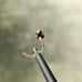 2.02mm 14k YELLOW GOLD RED DIAMOND NOSE SCREW, w/CERTIFICATE OF AUTHENTICITY