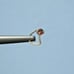 2.02mm 14k YELLOW GOLD RED DIAMOND NOSE SCREW, w/CERTIFICATE OF AUTHENTICITY