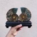 Large Ammonite Fossil Fair With Wooden Stand Home Decor Druzy Ammonite Crystal