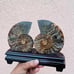 Large Ammonite Fossil Fair With Wooden Stand Home Decor Druzy Ammonite Crystal