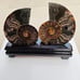 Large Ammonite Fossil Fair With Wooden Stand Home Decor Druzy Ammonite Crystal