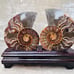 Large Ammonite Fossil Fair With Wooden Stand Home Decor Druzy Ammonite Crystal