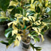 Variegated Rhaphidophora tetrasperma