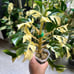 Variegated Rhaphidophora tetrasperma