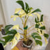 Variegated Rhaphidophora tetrasperma
