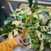 Variegated Rhaphidophora tetrasperma