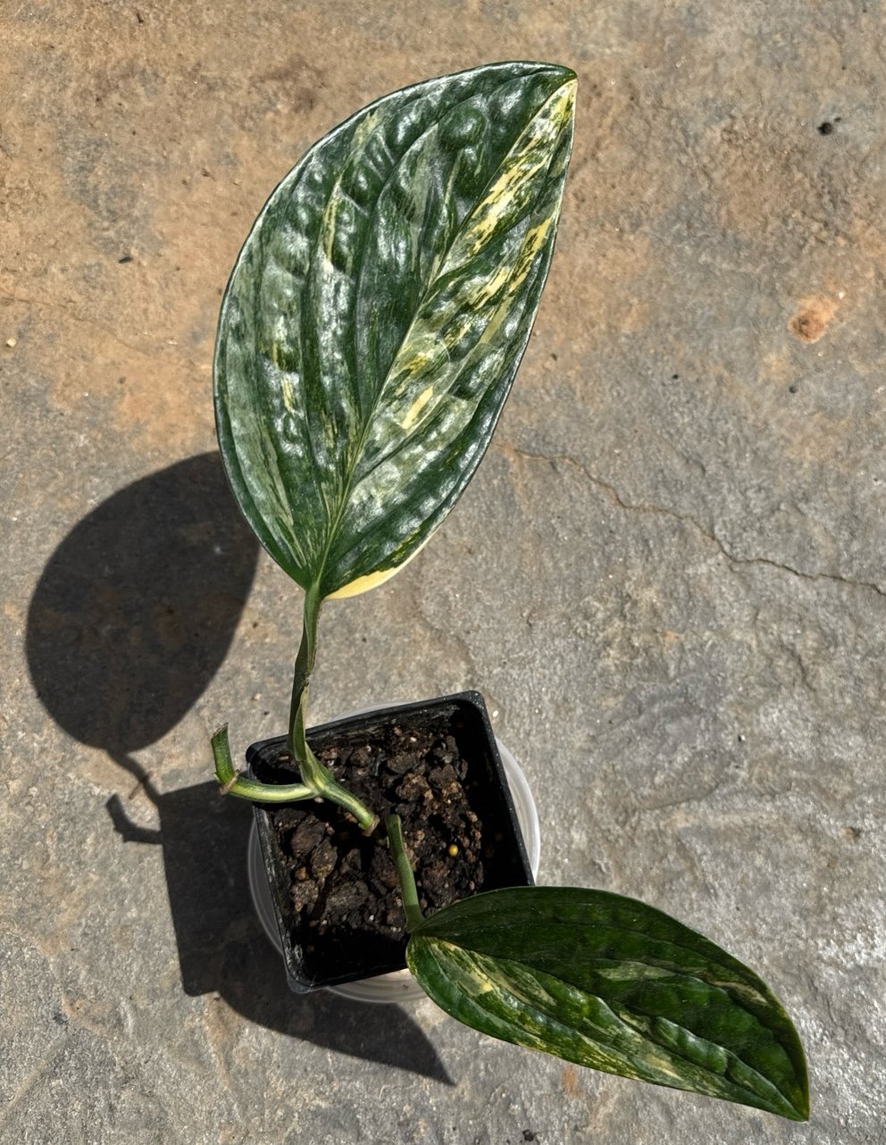 Monstera Karstenianum Pero