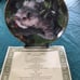 Franklin Mint Cat Collection Plates Nancy Matthews artist