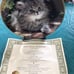 Franklin Mint Cat Collection Plates Nancy Matthews artist