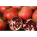Very Large Wonderful Pomegranate Fruit Tree - Top California Variety